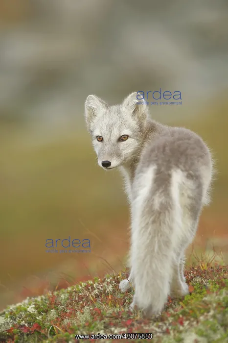 : Arctic Fox : Arctic Fox