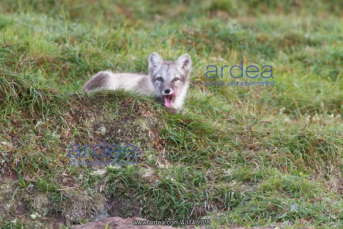 : Arctic Fox : Arctic Fox