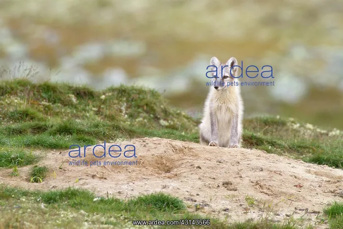 : Arctic Fox : Arctic Fox