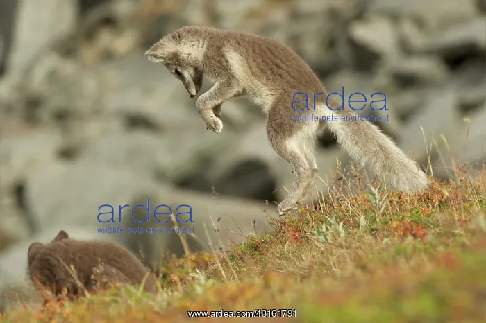 : Arctic Fox : Arctic Fox
