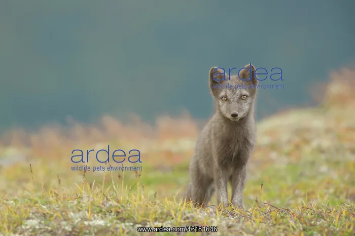  : Arctic Fox