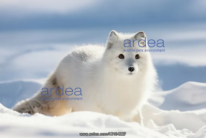 : Arctic Fox : Arctic Fox