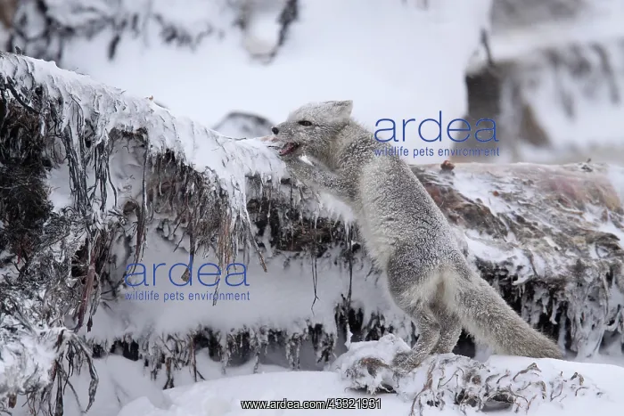 : Arctic Fox : Arctic Fox