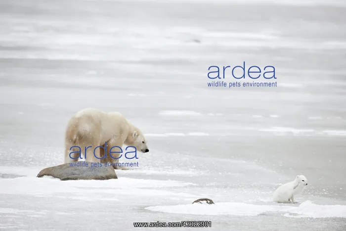 : Arctic Fox : Arctic Fox