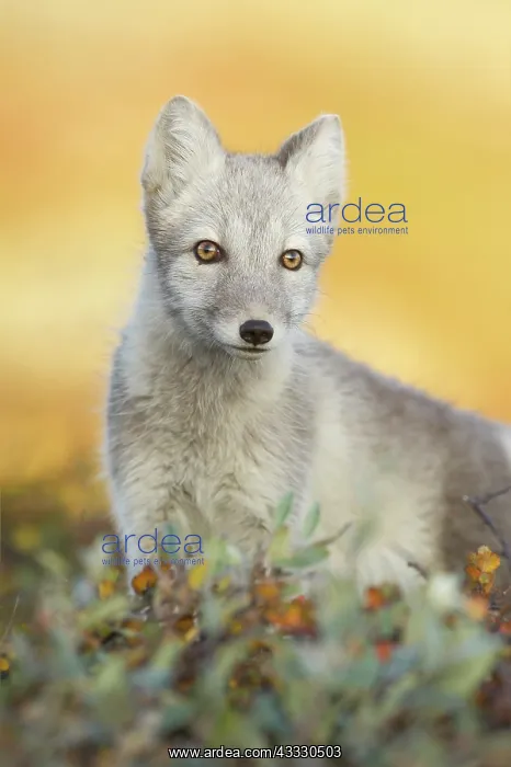 : Arctic Fox : Arctic Fox