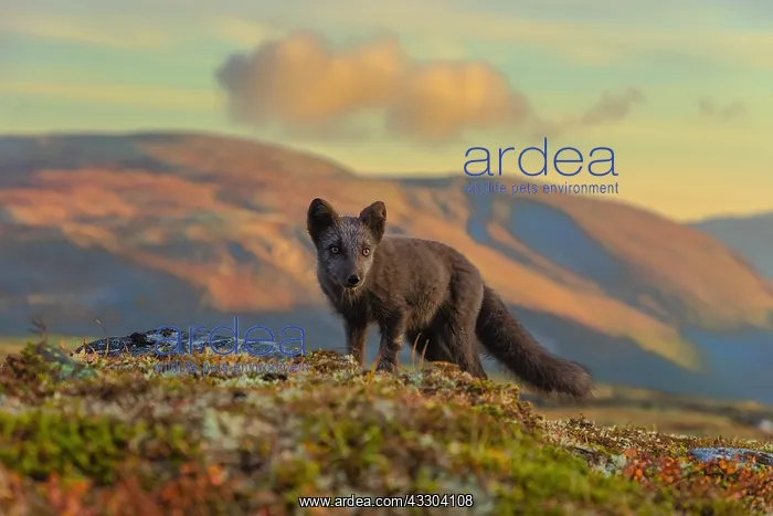 : Arctic Fox - an almost adult dark brown Blue fox : Arctic Fox - an almost adult dark brown Blue fox