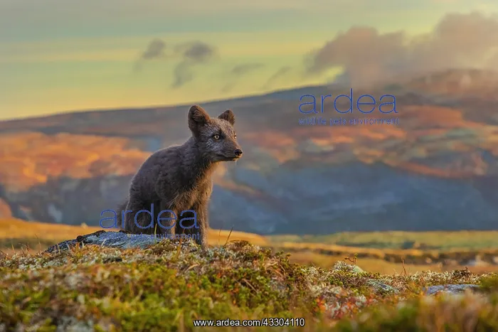 : Arctic Fox - an almost adult dark brown Blue fox : Arctic Fox - an almost adult dark brown Blue fox