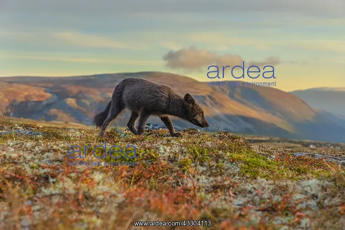 : Arctic Fox - an almost adult dark brown Blue fox : Arctic Fox - an almost adult dark brown Blue fox