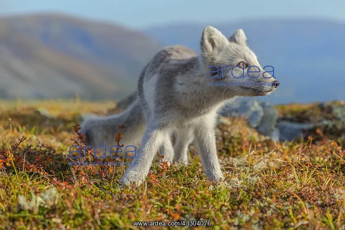 : Arctic Fox - an almost adult white Arctic fox cub : Arctic Fox - an almost adult white Arctic fox cub