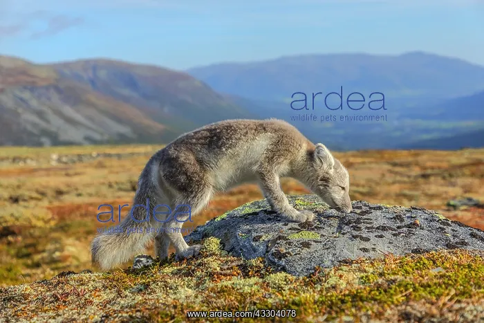 : Arctic Fox - an almost adult white Arctic fox cub : Arctic Fox - an almost adult white Arctic fox cub
