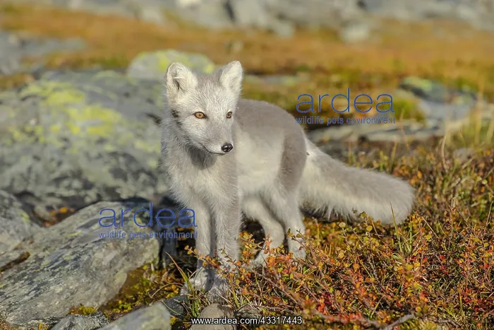 : Arctic Fox - an almost adult white Arctic fox cub : Arctic Fox - an almost adult white Arctic fox cub