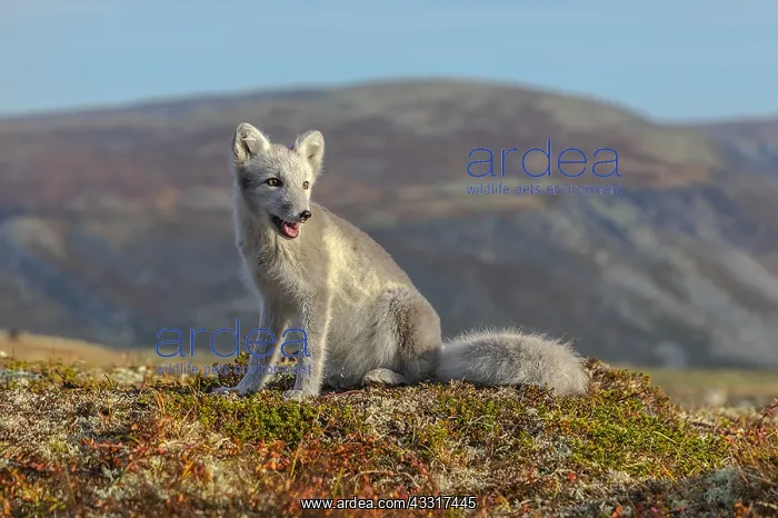 : Arctic Fox - an almost adult white Arctic fox cub : Arctic Fox - an almost adult white Arctic fox cub