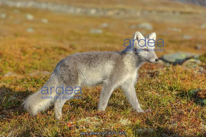 : Arctic Fox - an almost adult white Arctic fox cub : Arctic Fox - an almost adult white Arctic fox cub