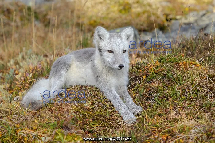 : Arctic Fox - an almost adult white Arctic fox cub : Arctic Fox - an almost adult white Arctic fox cub