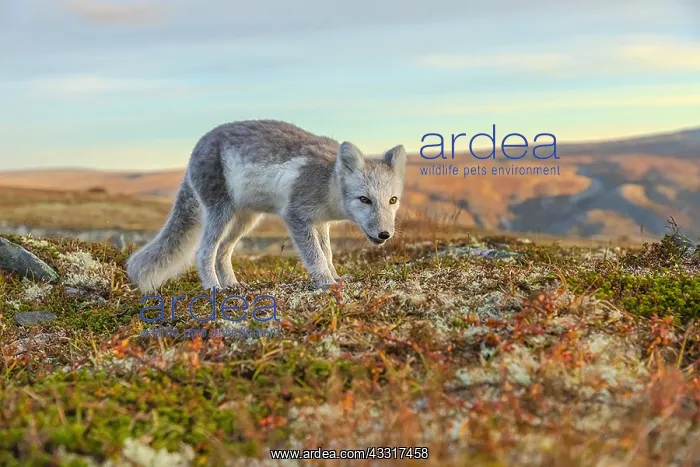 : Arctic Fox - an almost adult white Arctic fox cub : Arctic Fox - an almost adult white Arctic fox cub