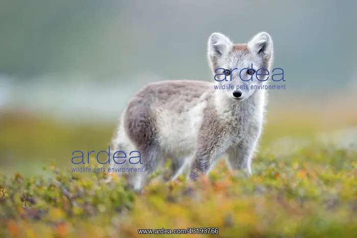 : Arctic fox (alopex lagopus), autumn, Dovrefjell : Arctic fox (alopex lagopus), autumn, Dovrefjell
