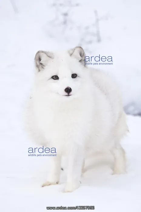 : Arctic fox (Alopex lagopus), circumpolar distribution : Arctic fox (Alopex lagopus), circumpolar distribution