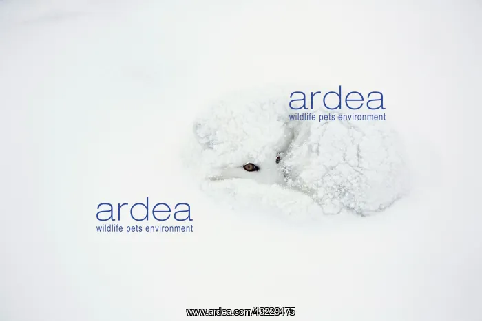 : Arctic Fox (Alopex lagopus) curled up in : Arctic Fox (Alopex lagopus) curled up in