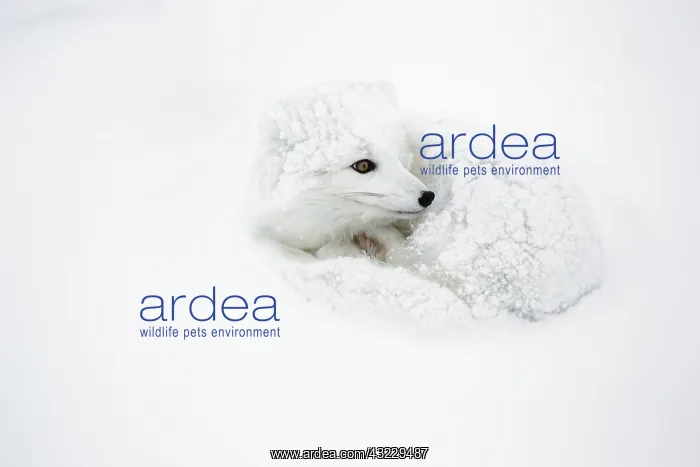 : Arctic Fox (Alopex lagopus) curled up in : Arctic Fox (Alopex lagopus) curled up in