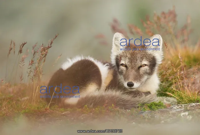  : Arctic fox (alopex lagopus) dormant, coiled, Dovrefjell