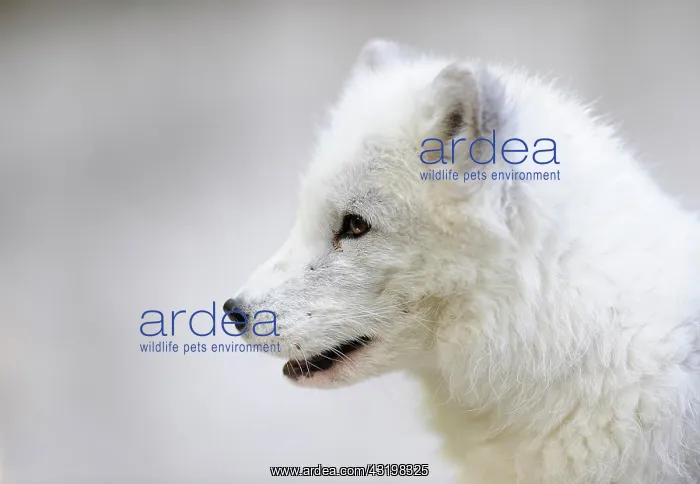 : Arctic Fox (Alopex lagopus), portrait : Arctic Fox (Alopex lagopus), portrait