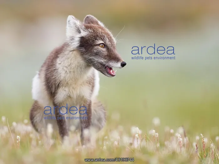 : Arctic fox (alopex lagopus), sitting in blooming : Arctic fox (alopex lagopus), sitting in blooming