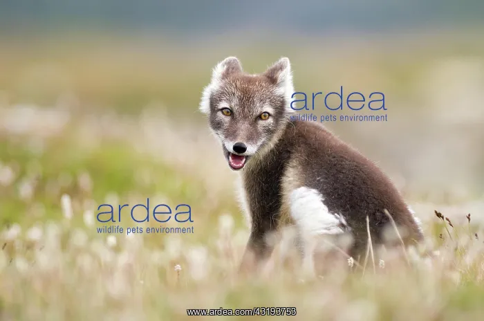 : Arctic fox (alopex lagopus) sitting in blooming : Arctic fox (alopex lagopus) sitting in blooming