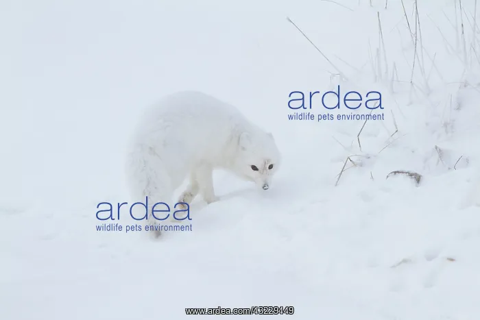 : Arctic Fox (Alopex lagopus) in snow Churchill : Arctic Fox (Alopex lagopus) in snow Churchill