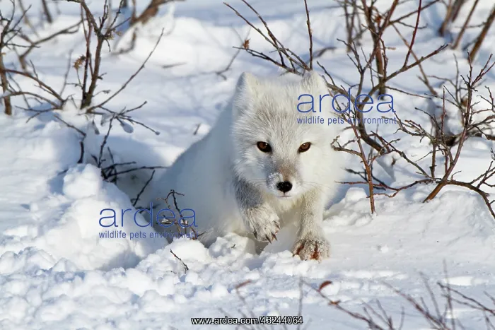 : Arctic Fox (Alopex lagopus) in snow in winter : Arctic Fox (Alopex lagopus) in snow in winter