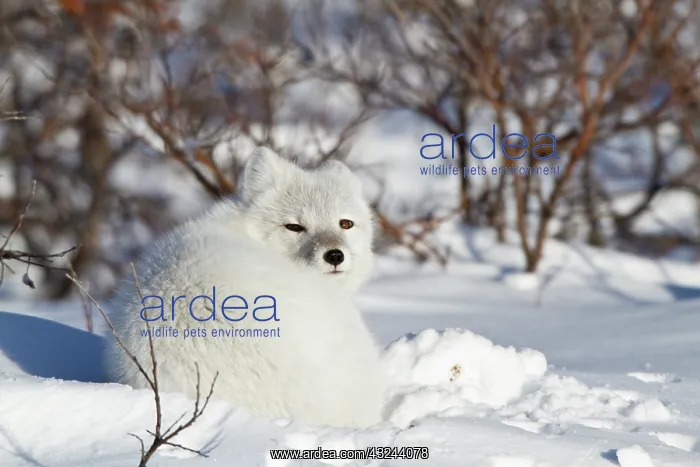 : Arctic Fox (Alopex lagopus) in snow in winter : Arctic Fox (Alopex lagopus) in snow in winter