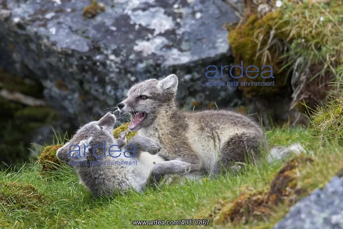 : Arctic fox (Alopex lagopus) (Vulpes lagopus), white : Arctic fox (Alopex lagopus) (Vulpes lagopus), white