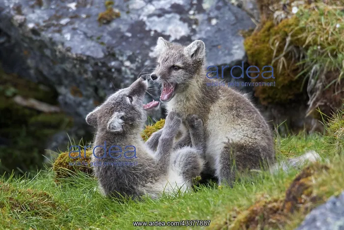 : Arctic fox (Alopex lagopus) (Vulpes lagopus), white : Arctic fox (Alopex lagopus) (Vulpes lagopus), white