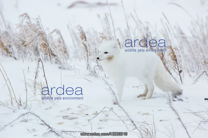 : Arctic Fox (Alopex lagopus) in winter Churchil : Arctic Fox (Alopex lagopus) in winter Churchil