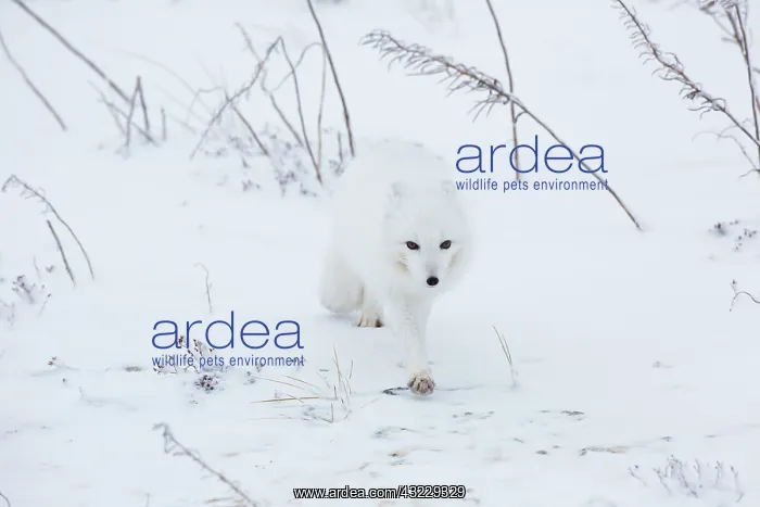 : Arctic Fox (Alopex lagopus) in winter Churchil : Arctic Fox (Alopex lagopus) in winter Churchil
