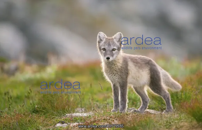 : Arctic fox (alopex lagopus), young animal in Fjell : Arctic fox (alopex lagopus), young animal in Fjell