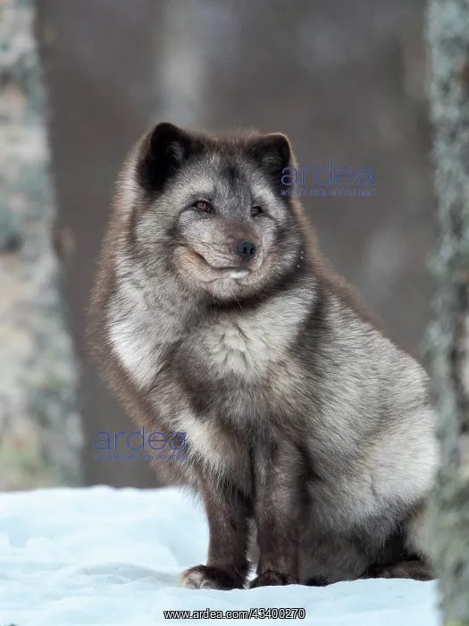 : Arctic Fox, blue morph, in deep snow during winter : Arctic Fox, blue morph, in deep snow during winter