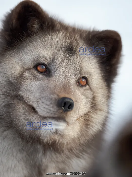 : Arctic Fox, blue morph, in deep snow during winter : Arctic Fox, blue morph, in deep snow during winter