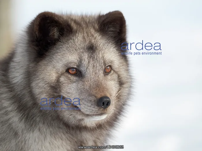: Arctic Fox, blue morph, in deep snow during winter : Arctic Fox, blue morph, in deep snow during winter