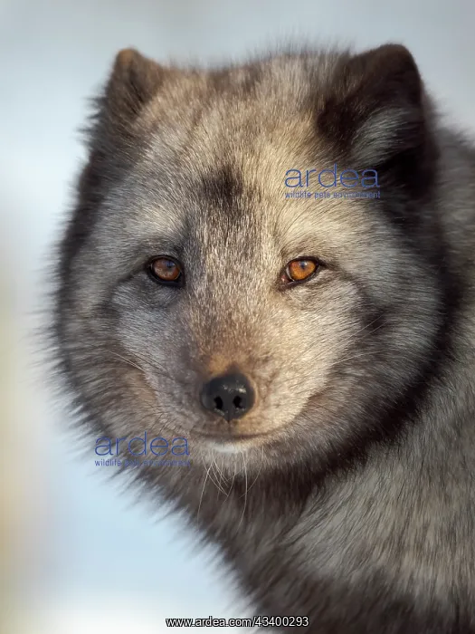 : Arctic Fox, blue morph, in deep snow during winter : Arctic Fox, blue morph, in deep snow during winter