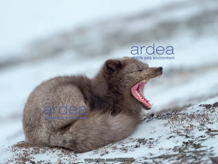 : Arctic fox, blue morph, in snow during winter close to : Arctic fox, blue morph, in snow during winter close to