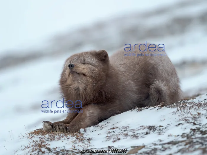 : Arctic fox, blue morph, in snow during winter close to : Arctic fox, blue morph, in snow during winter close to