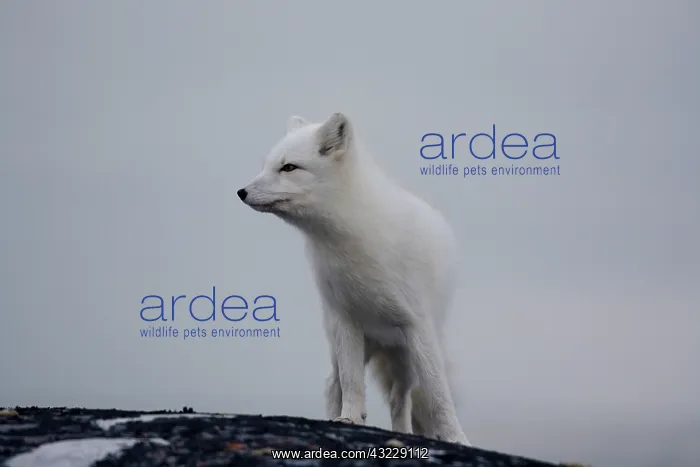 : Arctic fox in Churchill Manitoba Canada : Arctic fox in Churchill Manitoba Canada