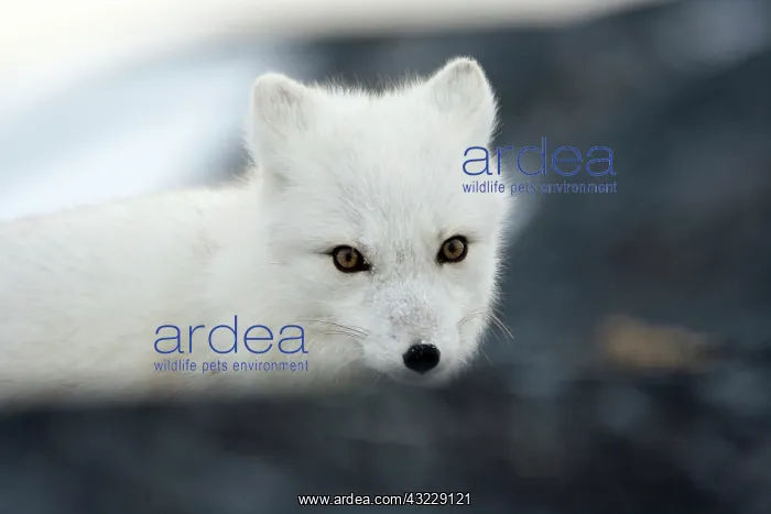 : Arctic fox in Churchill Manitoba Canada : Arctic fox in Churchill Manitoba Canada