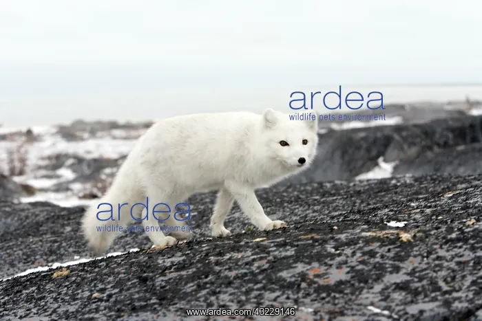  : Arctic fox in Churchill Manitoba Canada