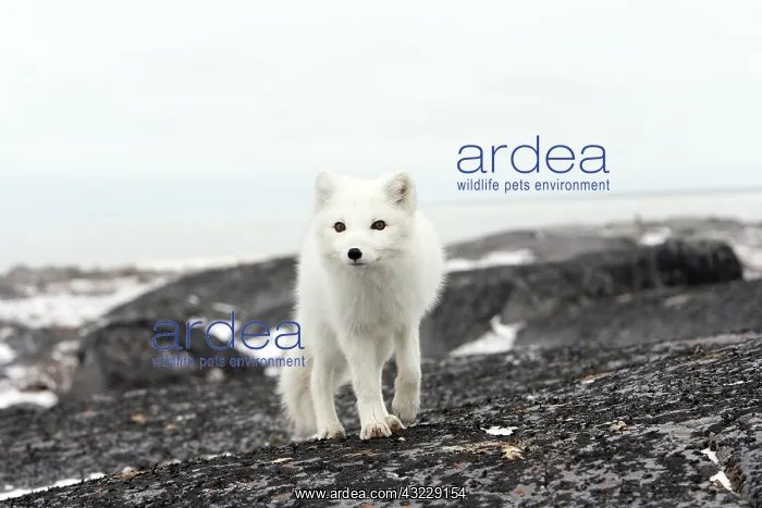 : Arctic fox in Churchill Manitoba Canada : Arctic fox in Churchill Manitoba Canada