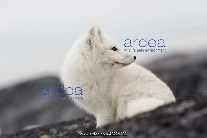 : Arctic fox in Churchill Manitoba Canada : Arctic fox in Churchill Manitoba Canada