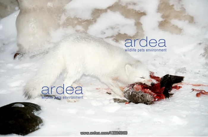 : ARCTIC FOX - eating bird : ARCTIC FOX - eating bird