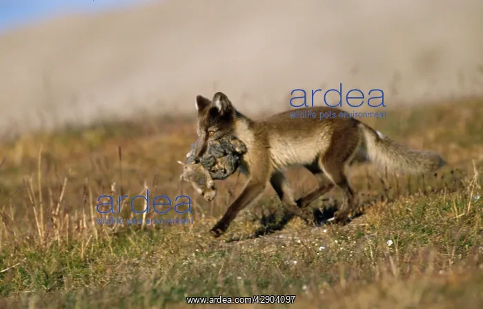 : ARCTIC FOX - eating lemmings : ARCTIC FOX - eating lemmings
