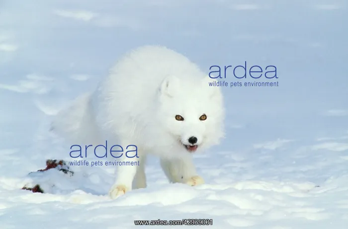 : Arctic Fox feeds on carrion of a Ringed Seal (Phoca : Arctic Fox feeds on carrion of a Ringed Seal (Phoca