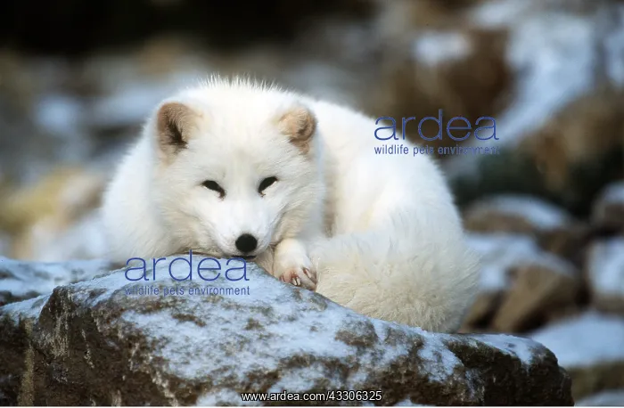 : ARCTIC FOX - Huddled up on icy rock : ARCTIC FOX - Huddled up on icy rock